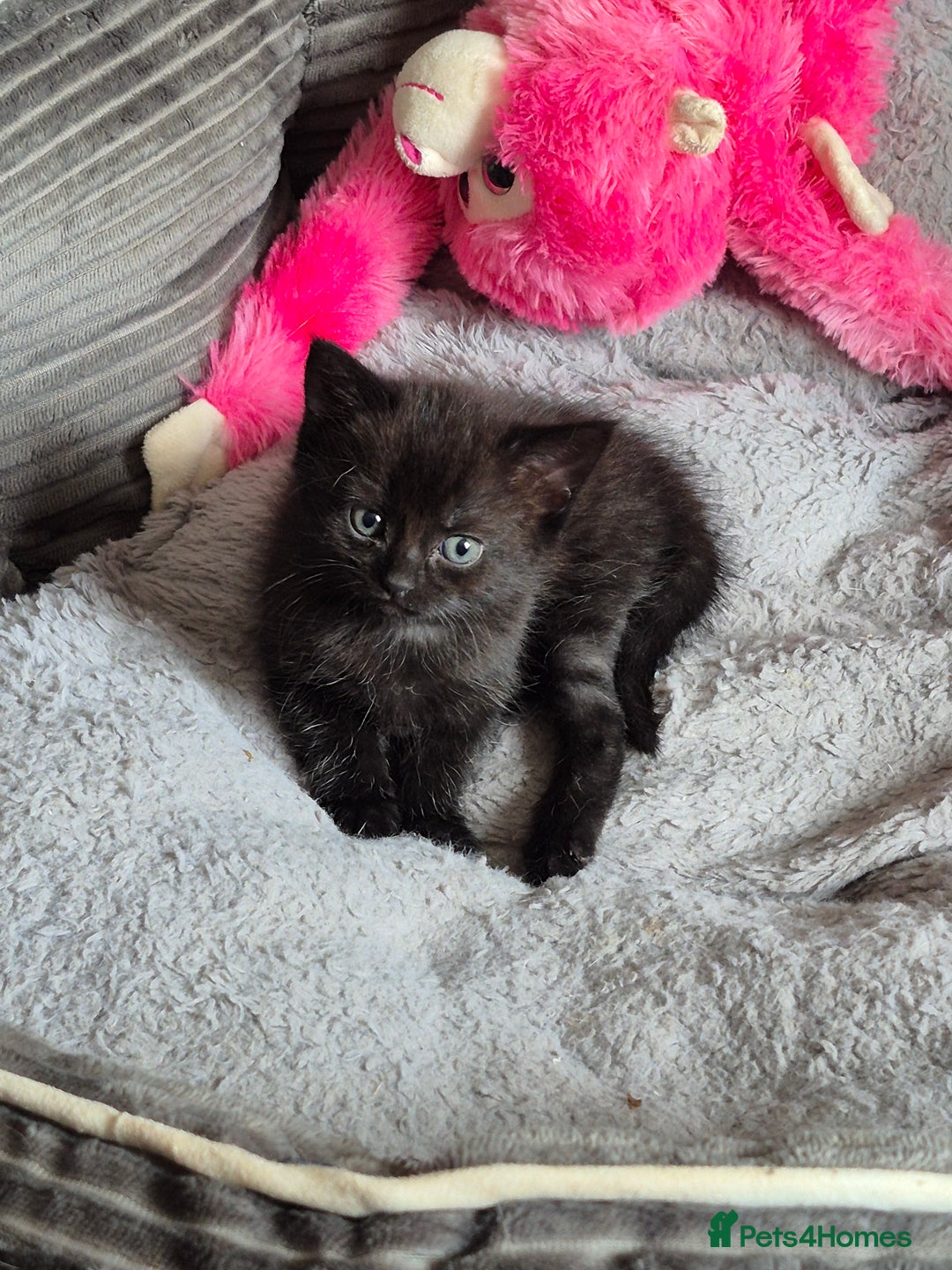 Persian cats for sale: Half persian fluffy kittens - Image 1
