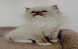 Ragdoll cats for sale: Full Pedigree beautiful Ragdoll kittens - Image 5