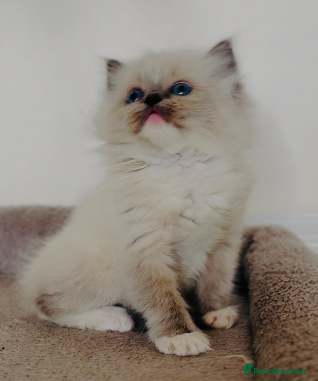 Ragdoll cats for sale: Full Pedigree beautiful Ragdoll kittens - Image 5