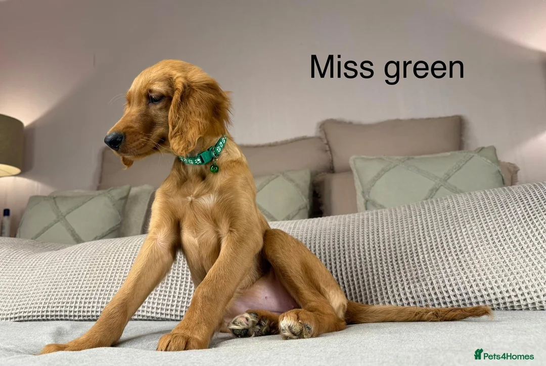 Goldendoodle dogs for sale: These will be stunning adults. Real head turners. - Advert 5