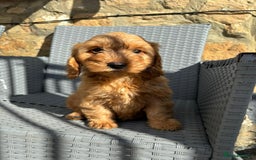 Cockapoo dogs for sale: Cockapoo puppies - Image 1