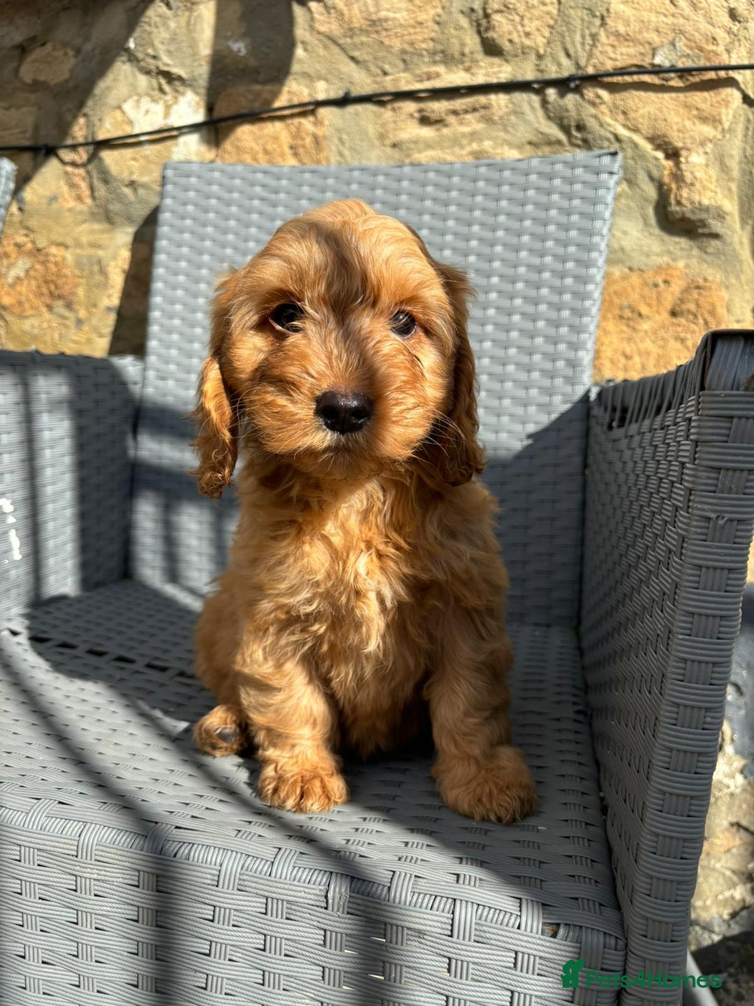 Cockapoo dogs for sale: Cockapoo puppies - Image 1