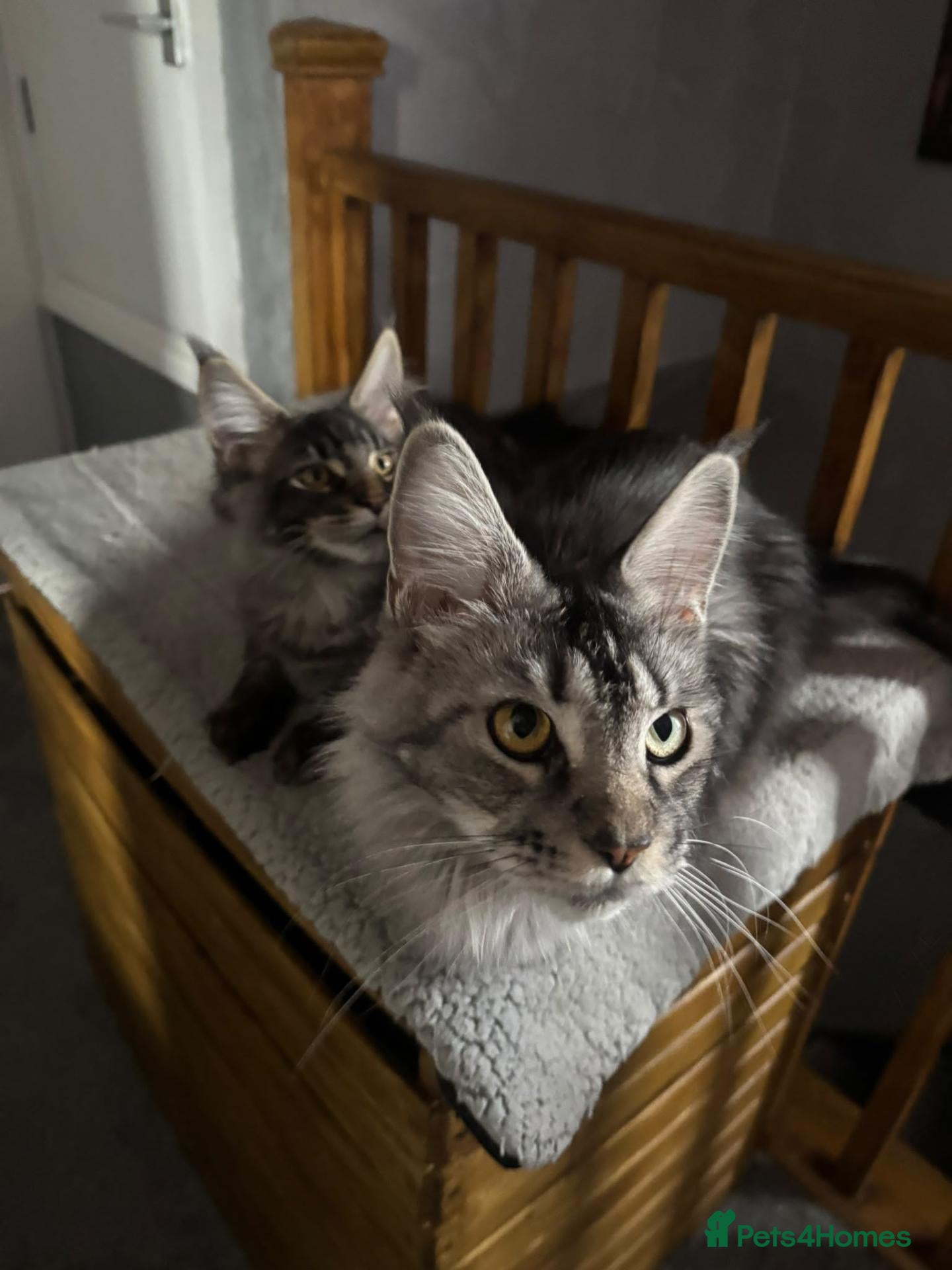 Maine Coon cats Maine Coon Kittens – GCCF Registered  Boys - Advert 1