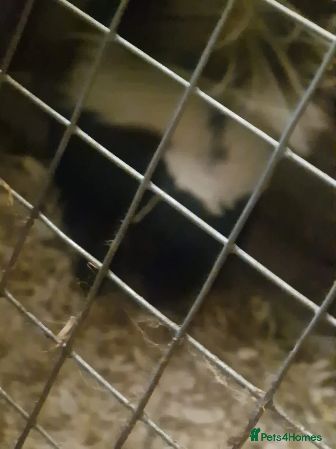 Pygmy Hedgehog rodents for sale: Skunks - Advert 1