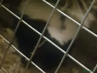 Pygmy Hedgehog rodents Skunks - Advert 1