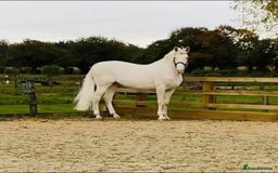 Belgian Warmblood horses for sale: SCHOOL MASTER /  LICENSED STALLION  - Image 6