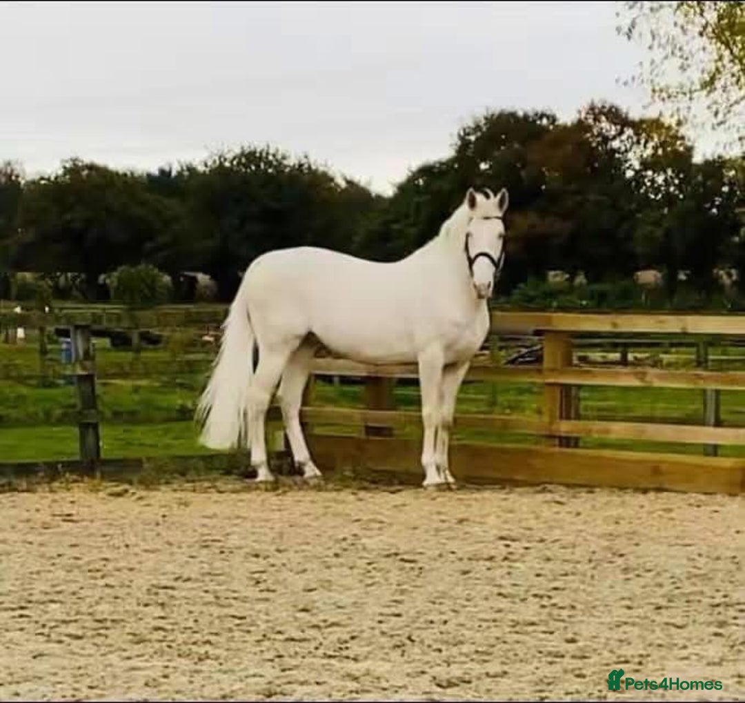 Belgian Warmblood horses for sale: SCHOOL MASTER /  LICENSED STALLION  - Image 6