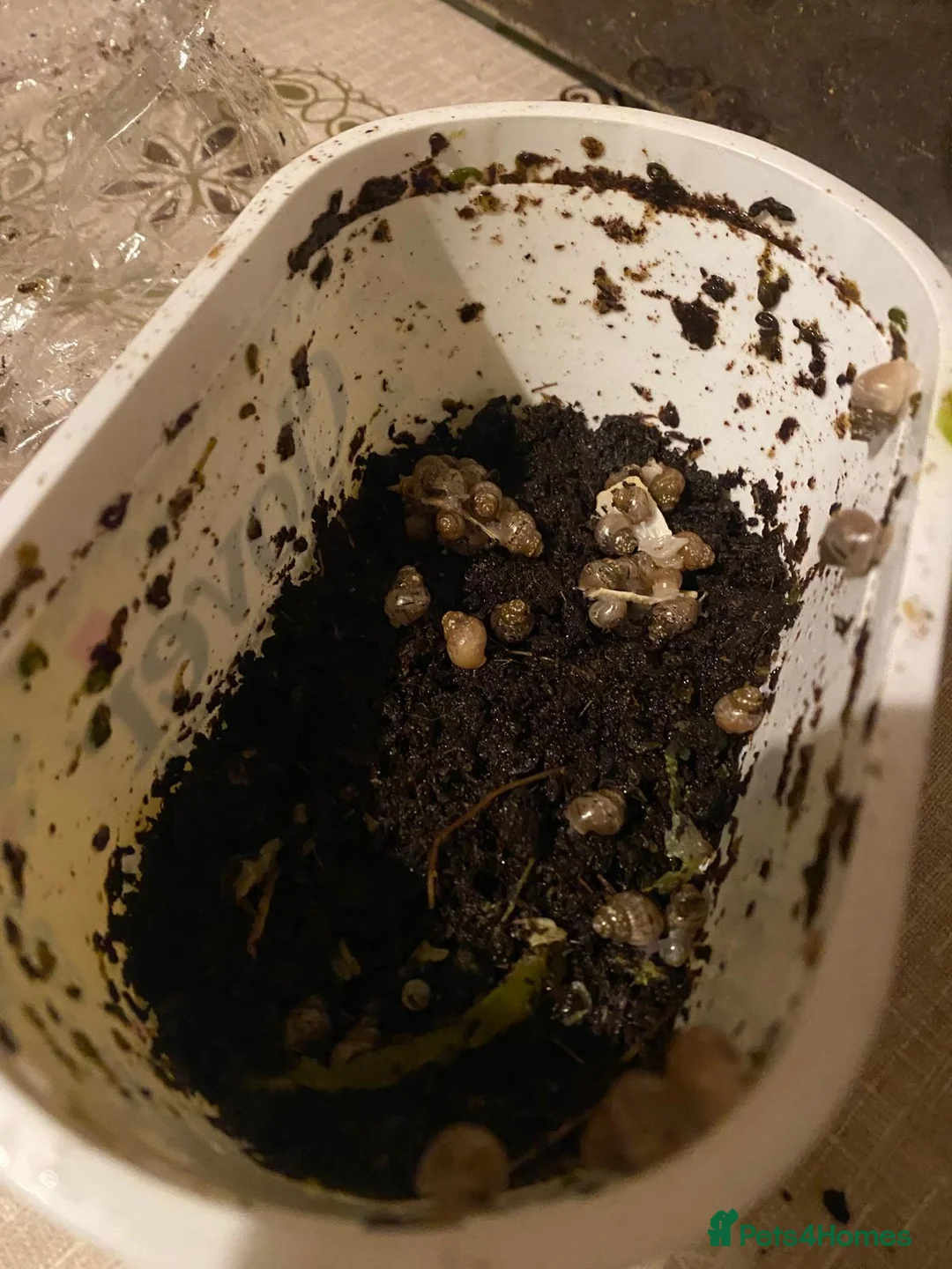 Snails invertebrates for sale: Giant African Land Snail babies (2 weeks old) - Advert 6