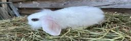 Mini Lop rabbits for sale: Gorgeous pure Mini lops and mini lion lops  - Advert 8