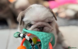 Pug dogs for sale: Stunning litter lilac tans and lilac tan pandas - Image 16