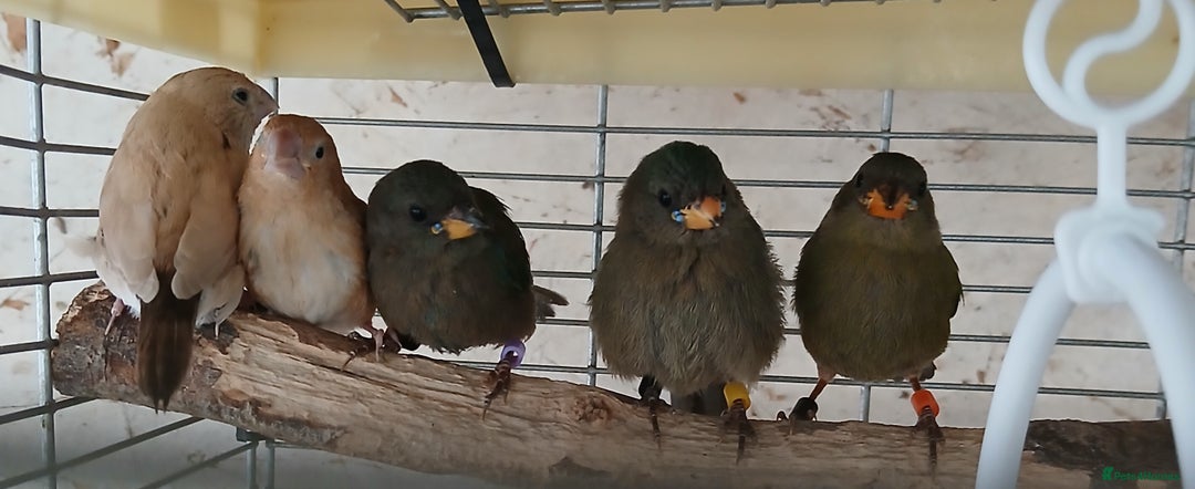 Finches birds for sale:  Finches=Red throated parrotfinchs  - Image 8