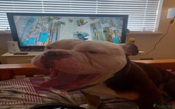 English Bulldog dogs for stud: Pedigree English bulldog for stud - Image 4