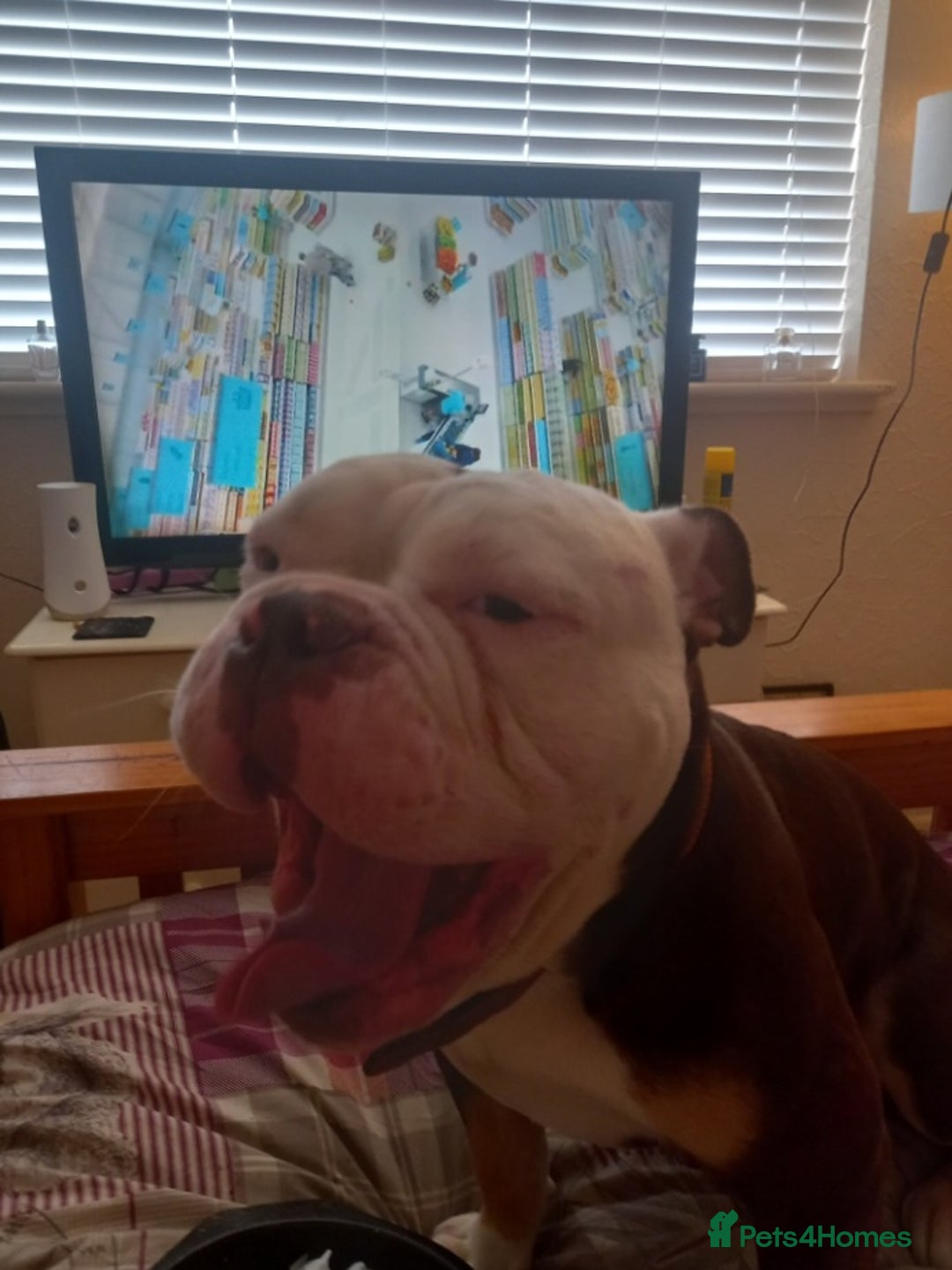 English Bulldog dogs for stud: Pedigree English bulldog for stud - Image 4