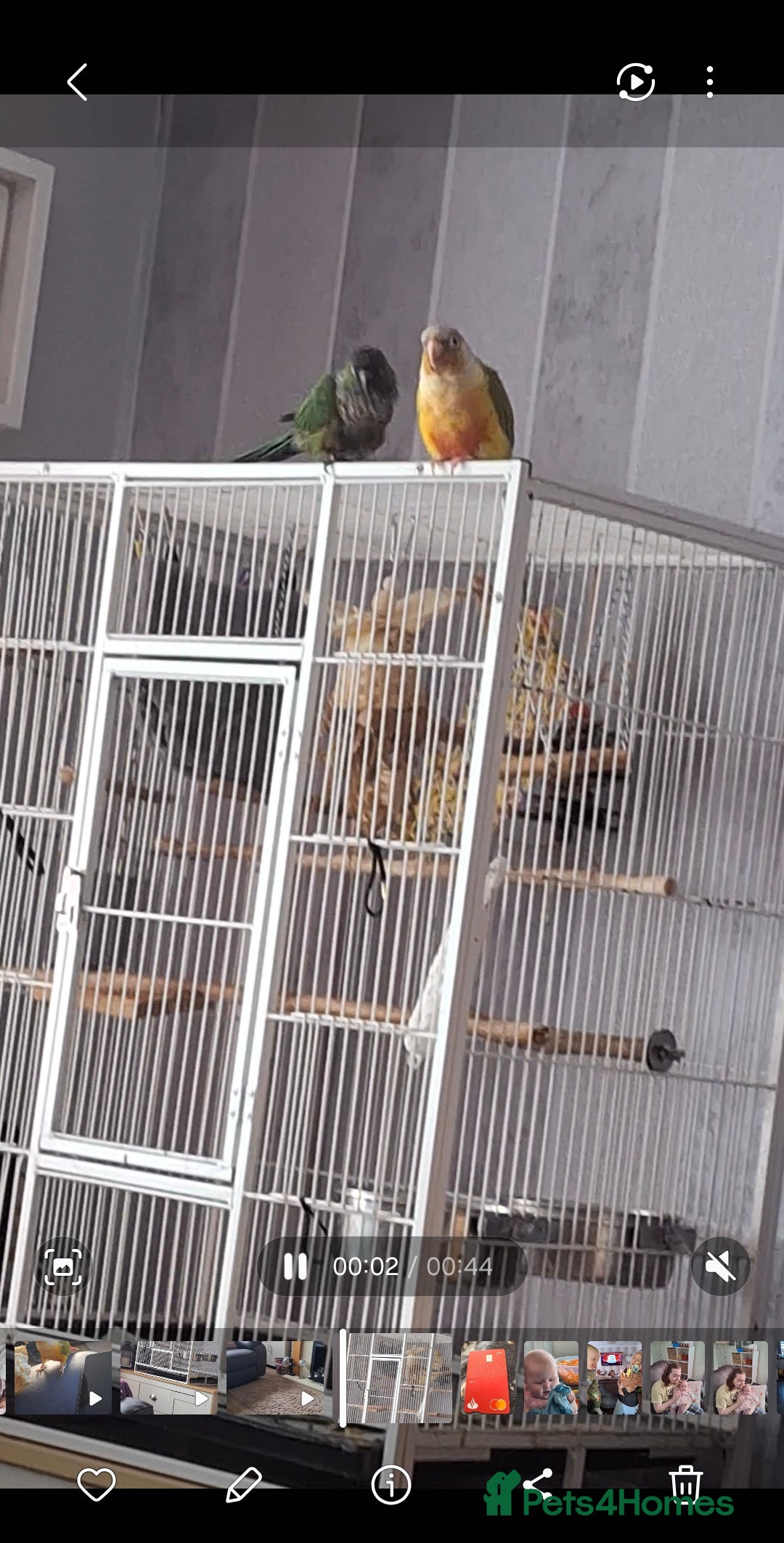 Parrots birds for sale: 2 Green Cheek Conures & cage - Advert 5