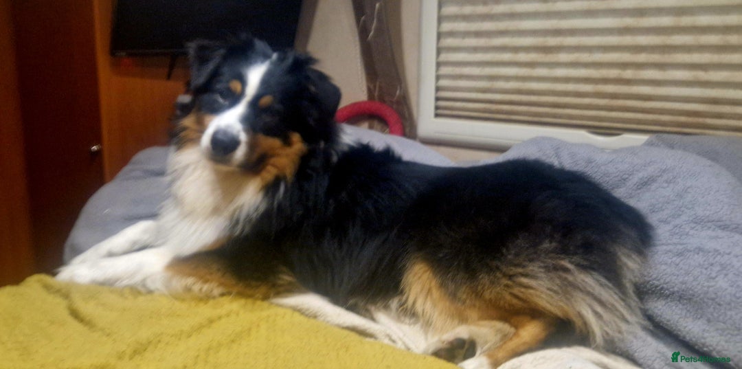 Australian Shepherd dogs for stud: Australian shepard for stud and proven - Advert 3