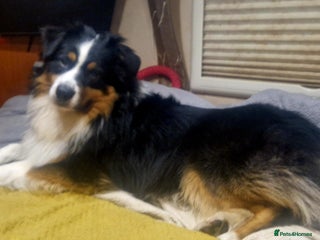 Australian Shepherd dogs Australian shepard for stud and proven - Advert 1