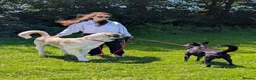 Anatolian Shepherd dogs for sale: Anatolian Shepherd  - Advert 4