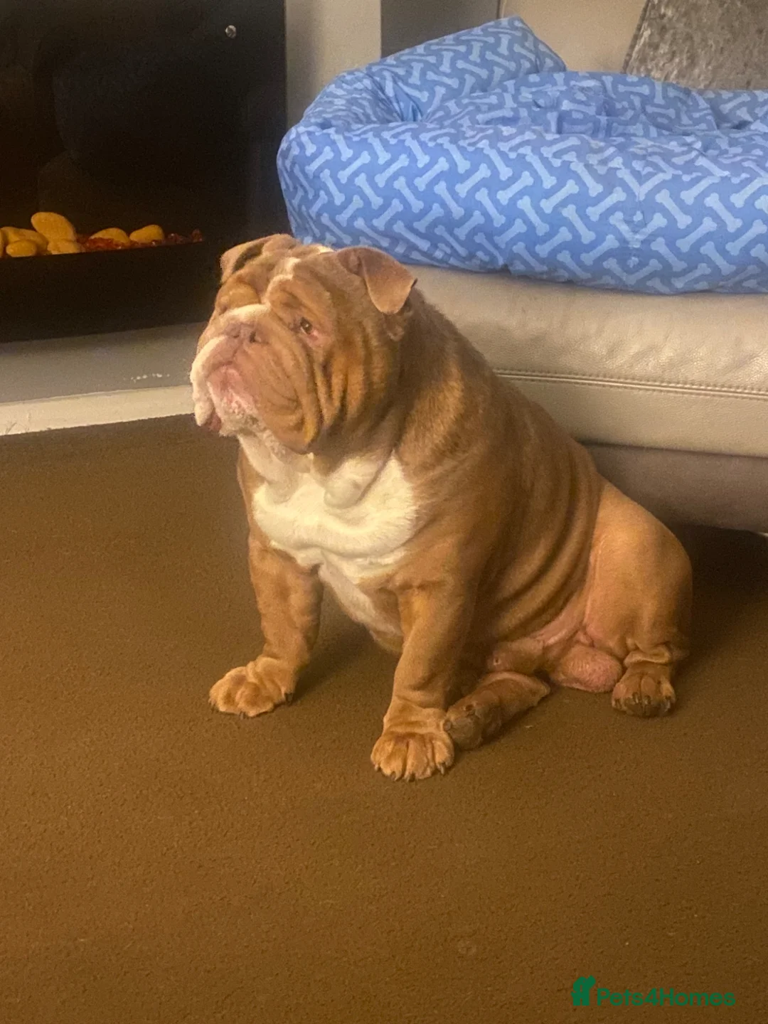 English Bulldog dogs for stud: Master - Advert 5