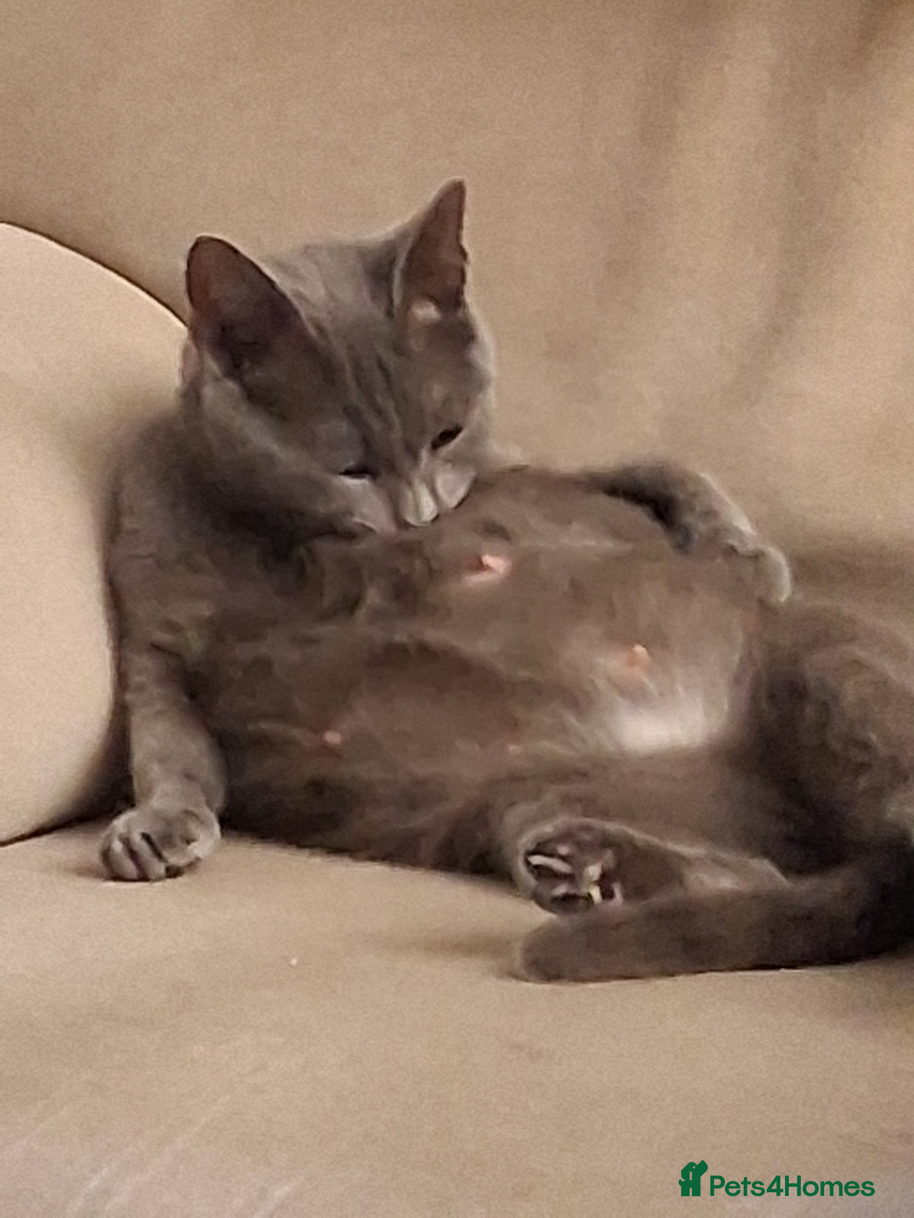 Mixed Breed cats Russian Blue X tabby in Rotherham - Advert 1