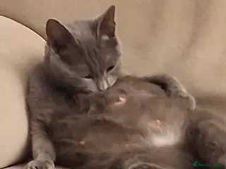 Mixed Breed cats Russian Blue X tabby in Rotherham - Advert 1