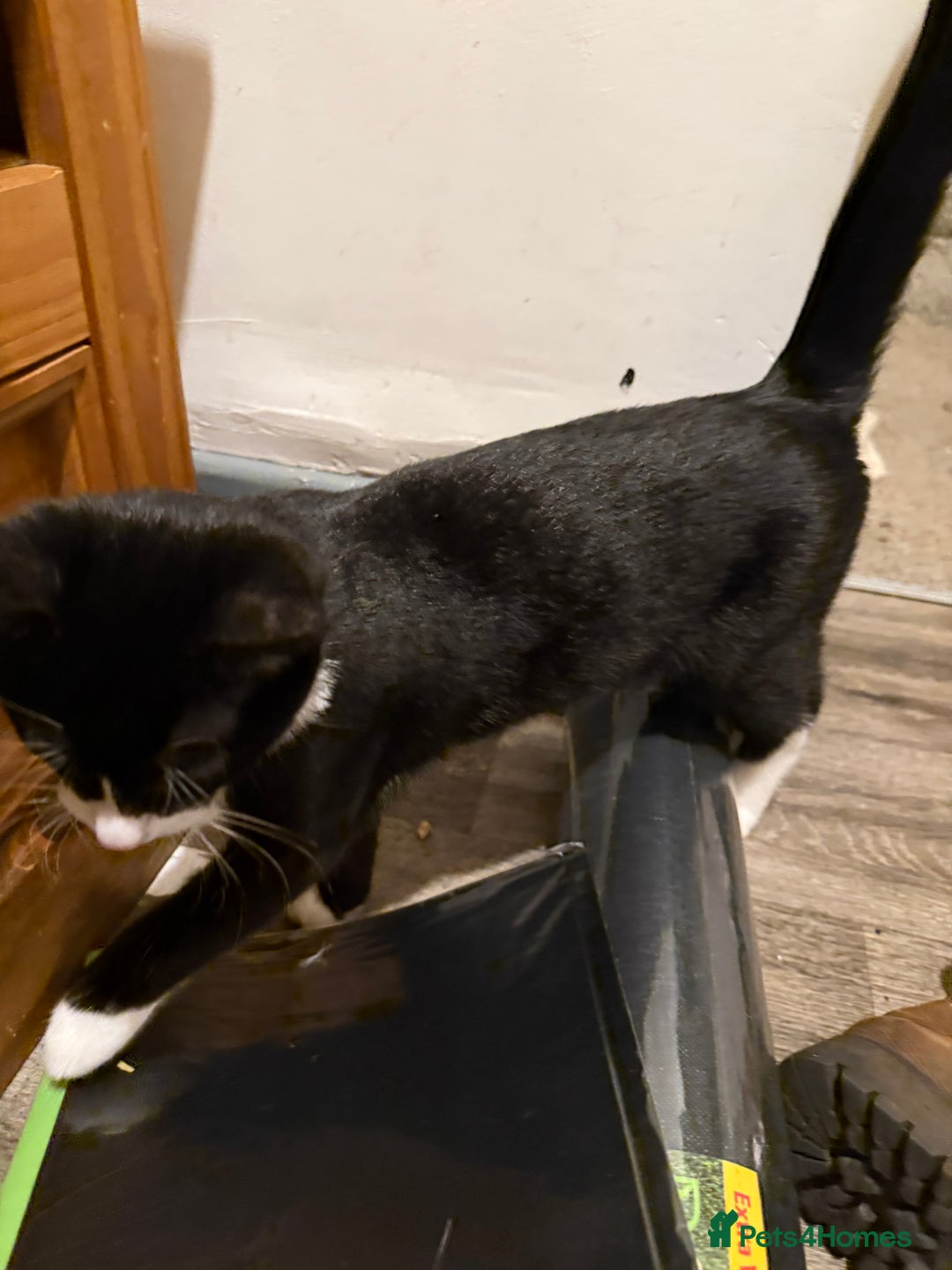 Mixed Breed cats for sale: Kittens  - Advert 15