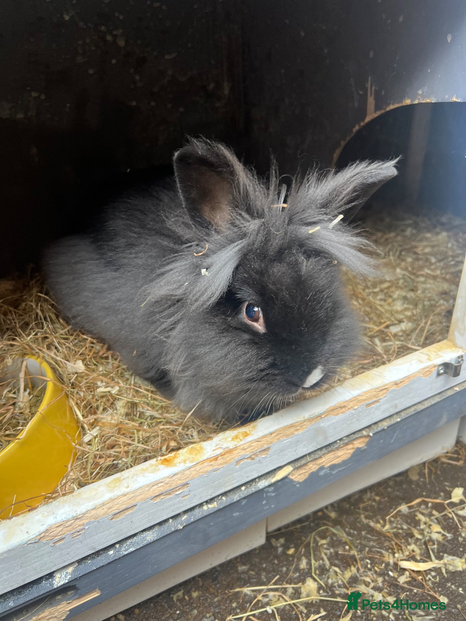 Lionhead rabbits Male Lion head rabbit - Advert 16