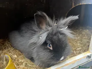 Lionhead rabbits Male Lion head rabbit - Advert 16