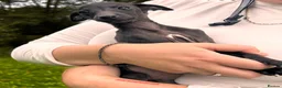 Italian Greyhound dogs for sale: KC Registered Italian Greyhounds Puppies - Advert 12