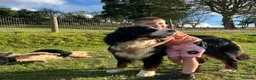 Bernese Mountain Dog dogs for sale: Beautiful Bernese Mountain Dog x Golden Retrievers - Advert 3
