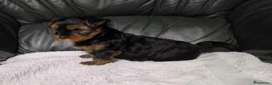 Yorkshire Terrier 2