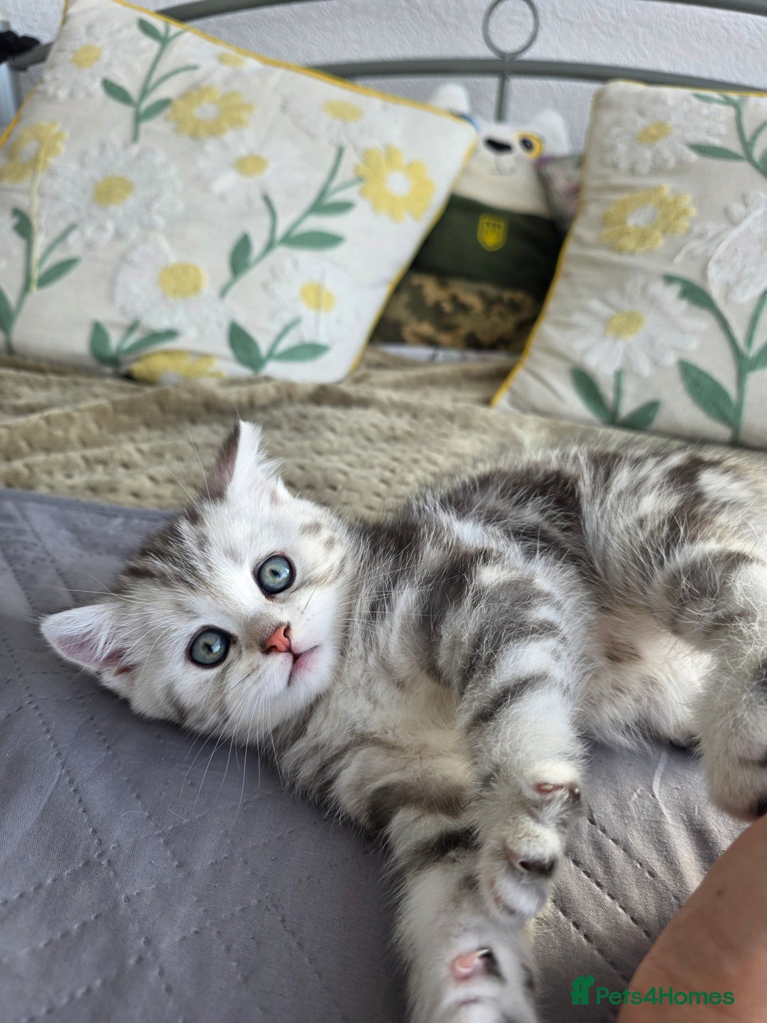 Scottish Fold cats for sale: Tabby Scottish Fold Kittens - Advert 3