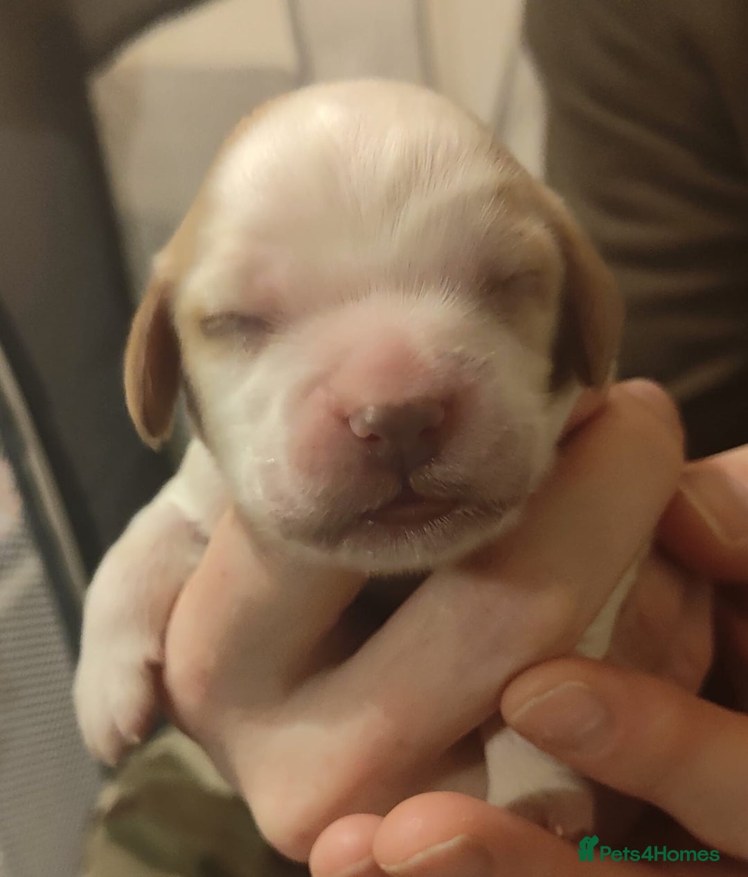 Cocker Spaniel dogs for sale: Cocker spaniel pups 4 days old - Advert 6