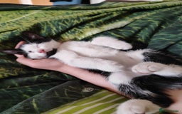 Mixed Breed cats for sale: Beautiful  boy  looking for forever home  - Image 1