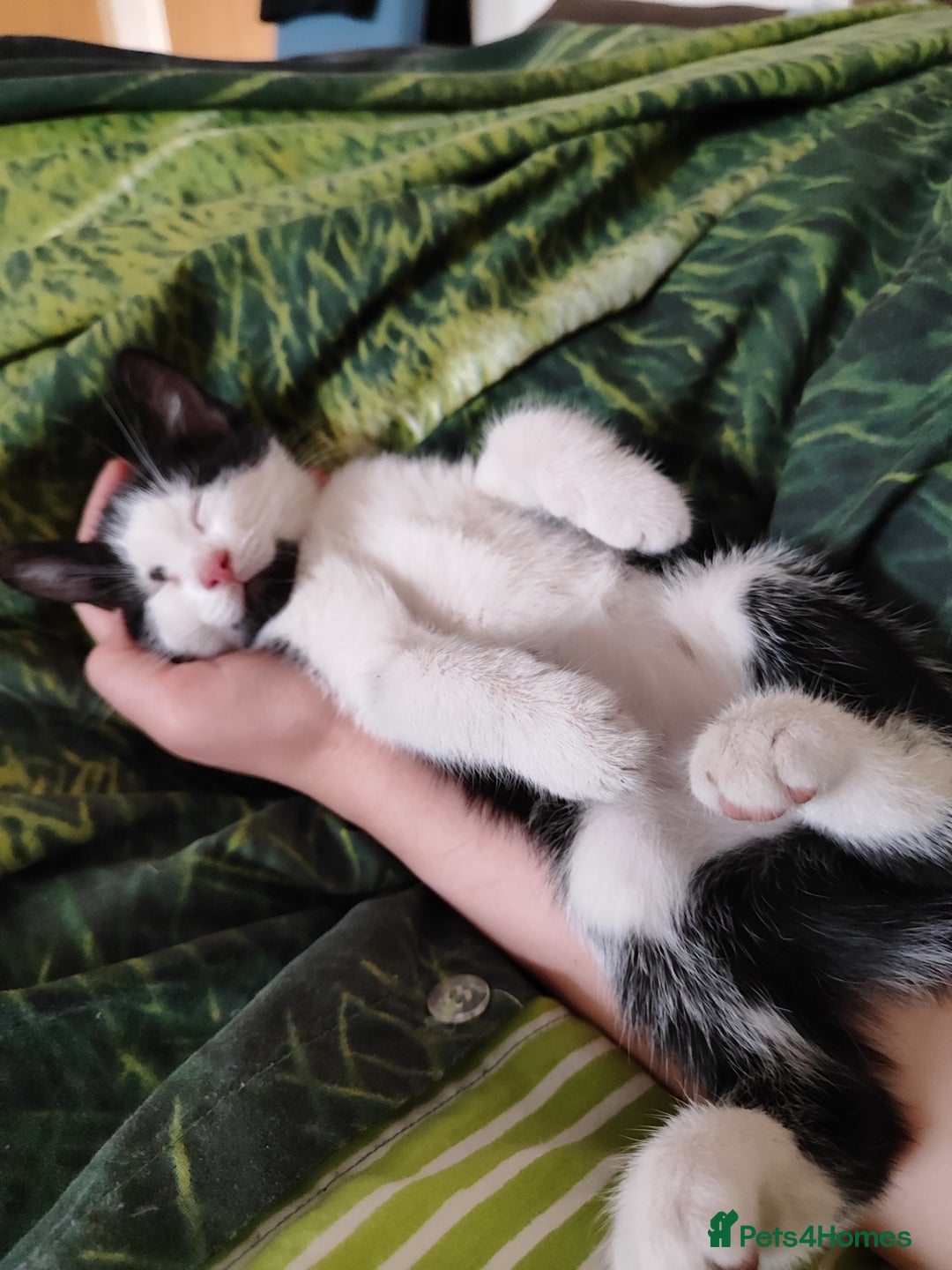 Mixed Breed cats for sale: Beautiful  boy  looking for forever home  - Image 1