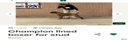 Boxer dogs for sale: 2 dark brindle pups for summer - Advert 2