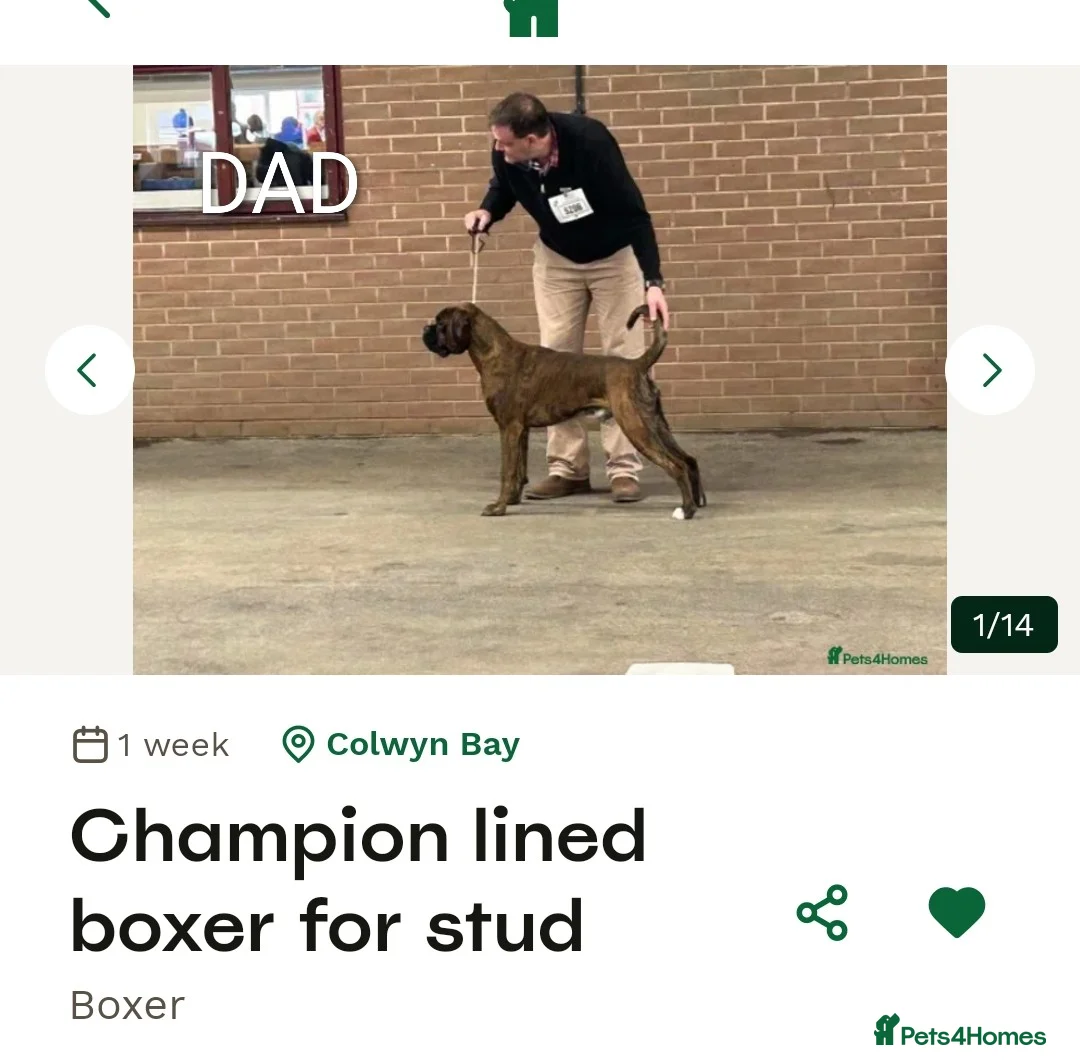 Boxer dogs for sale: 2 dark brindle pups for summer - Advert 2