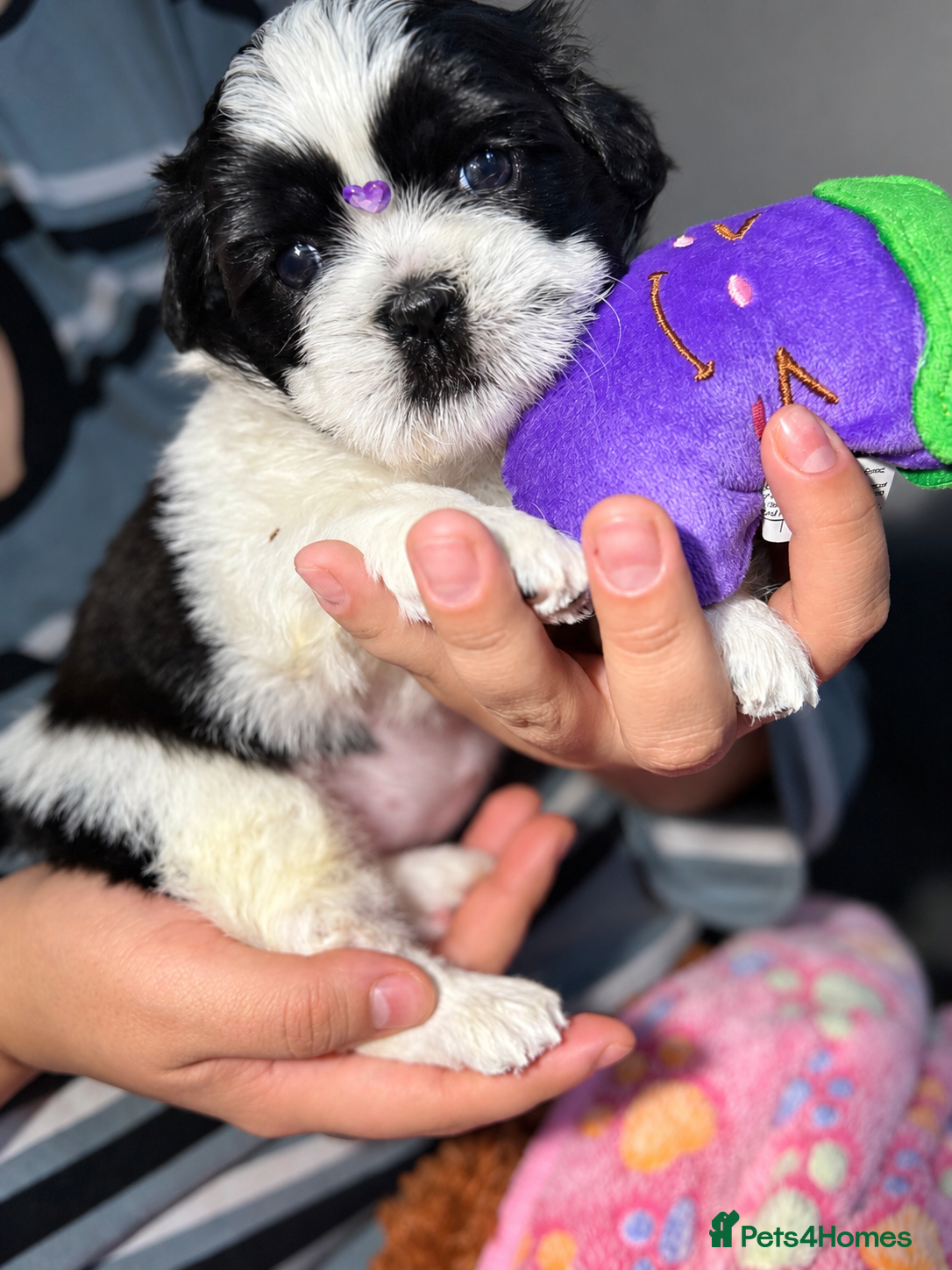 Shih Tzu dogs Beautiful Shih Tzu Puppies – Boys & Girls - Advert 2