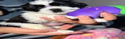 Shih Tzu dogs for sale: Beautiful Shih Tzu Puppies – Boys & Girls - Advert 2