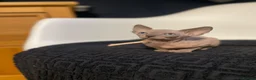 Sphynx cats for sale:     Exceptional TICA Sphynx Kittens  - Advert 4