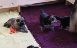 German Shepherd dogs for sale: Adorable GSD pups, straight back line, KC reg - Image 14