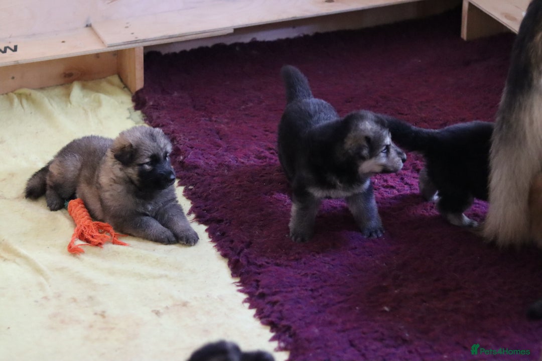 German Shepherd dogs for sale: Adorable GSD pups, straight back line, KC reg - Image 14