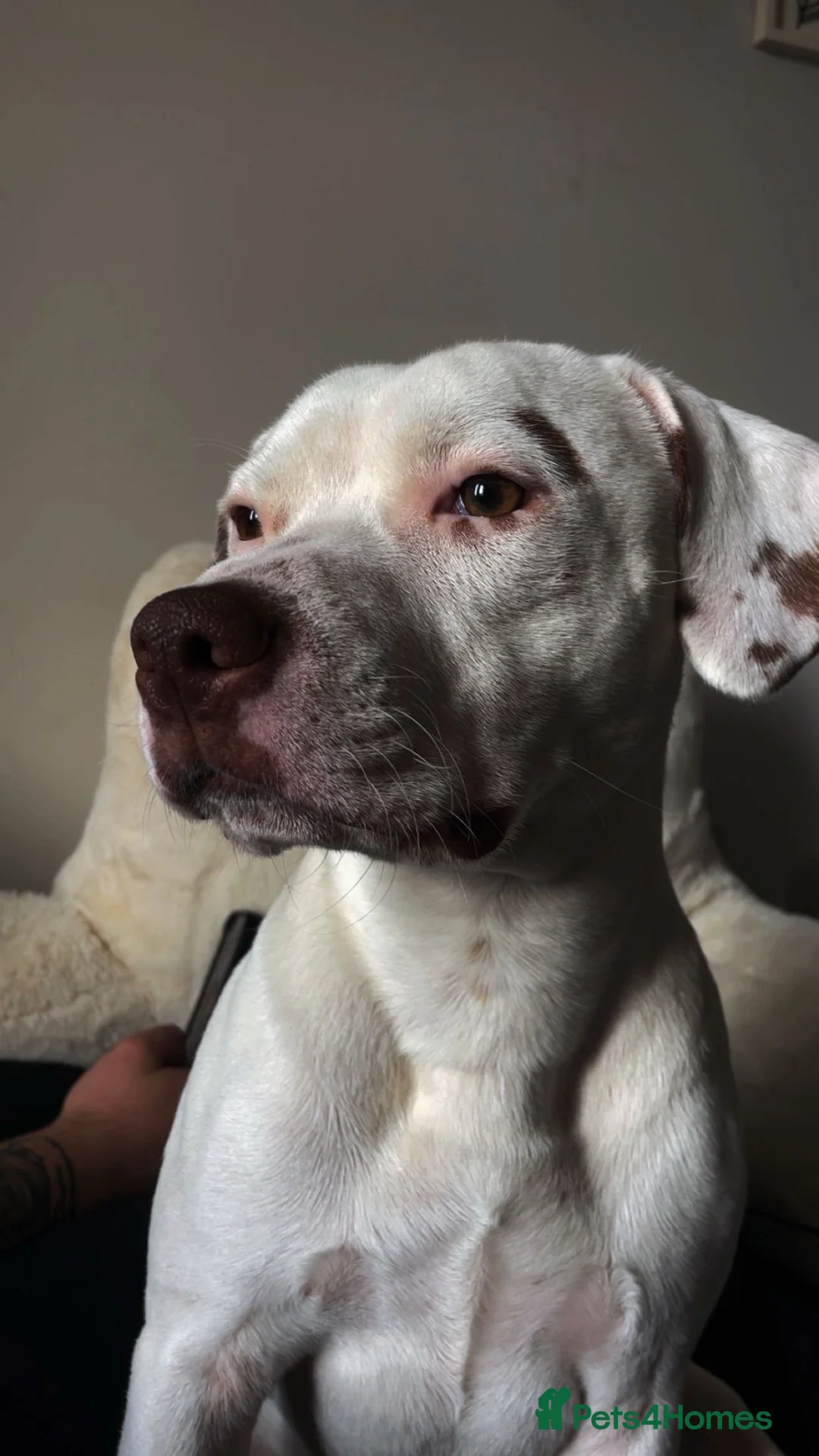 Mixed Breed dogs for sale: staffy x lab - Advert 2