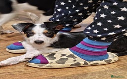 Mixed Breed dogs for sale: 2 Female Collie pups for sale - Advert 12