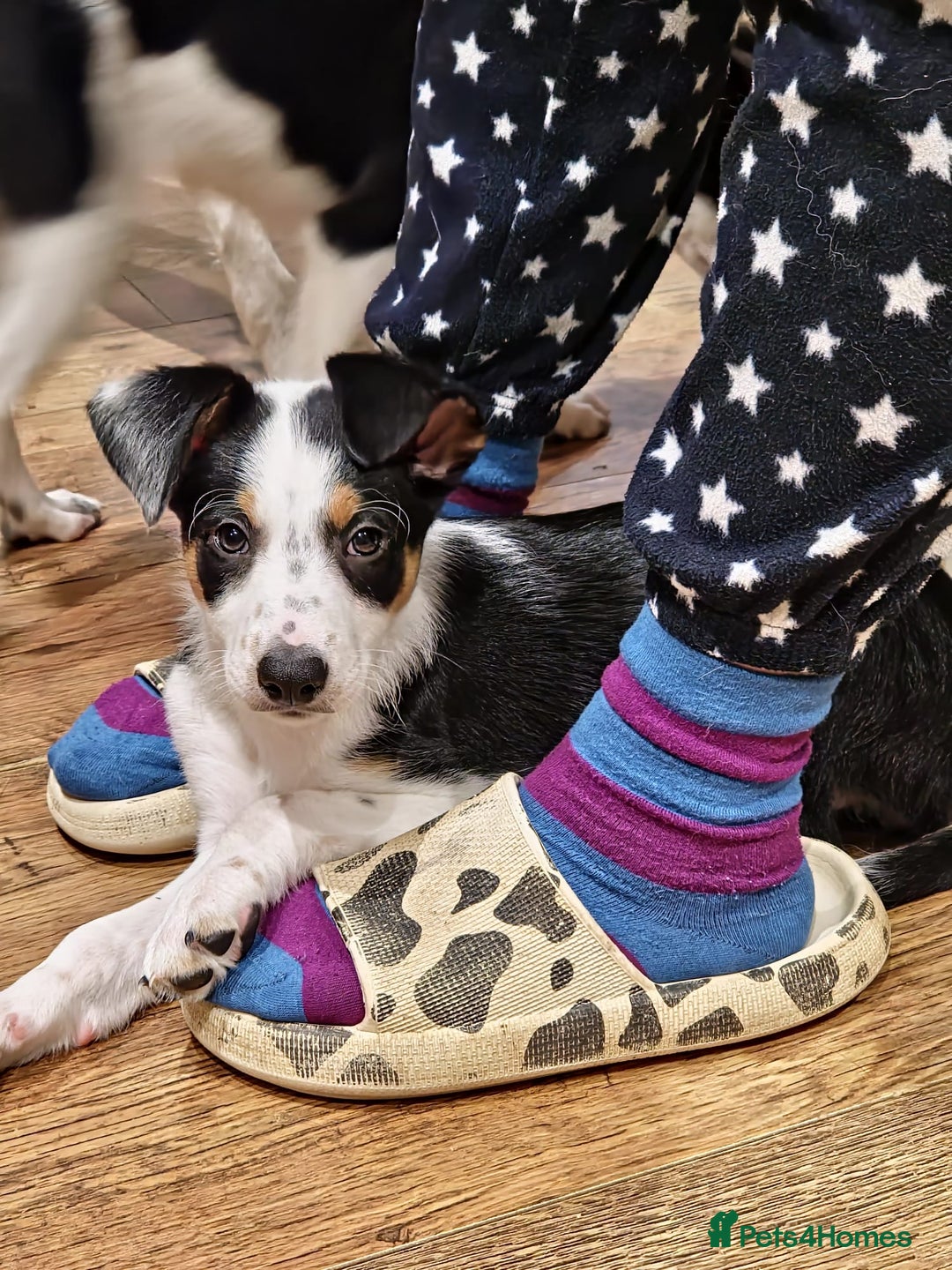 Mixed Breed dogs for sale: 2 Female Collie pups for sale - Advert 12