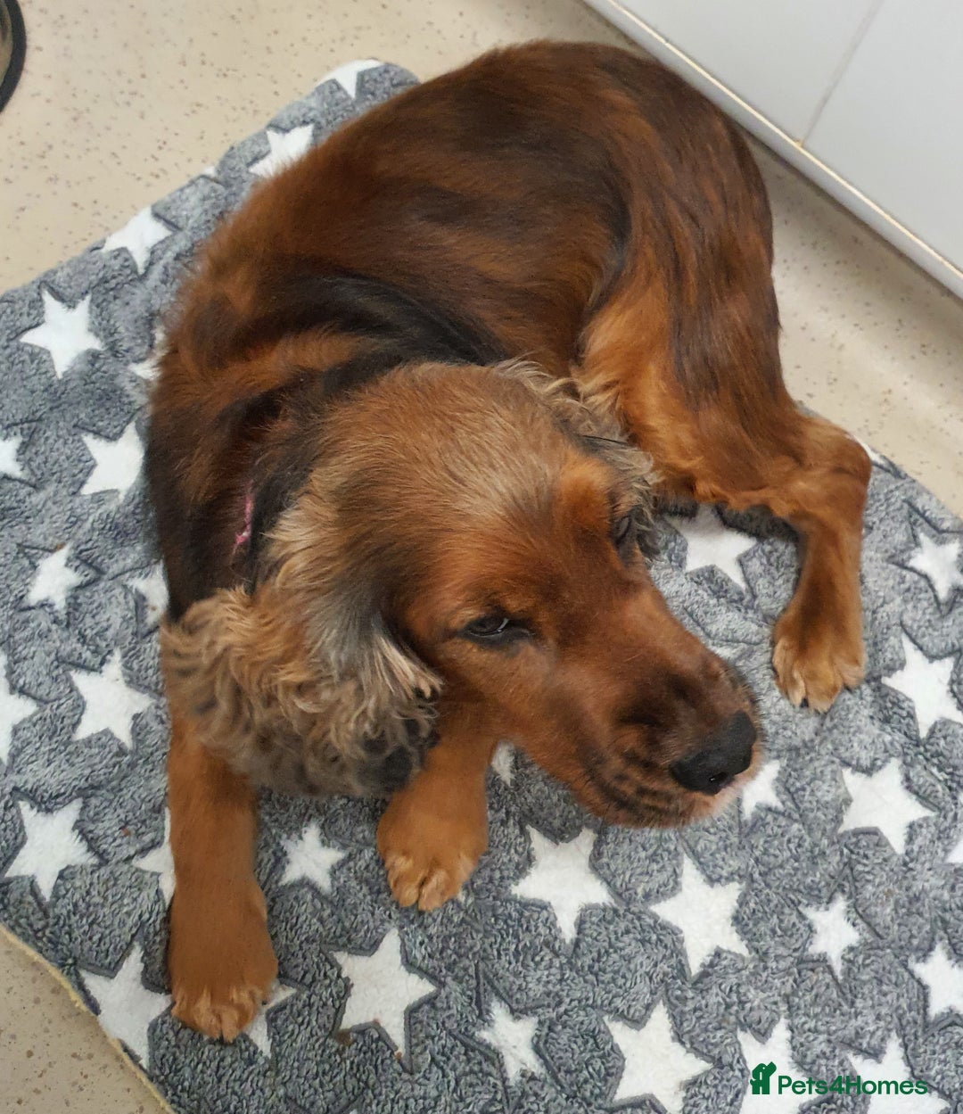 Cocker Spaniel dogs for sale: Gorgeous show cocker spaniel - Advert 6