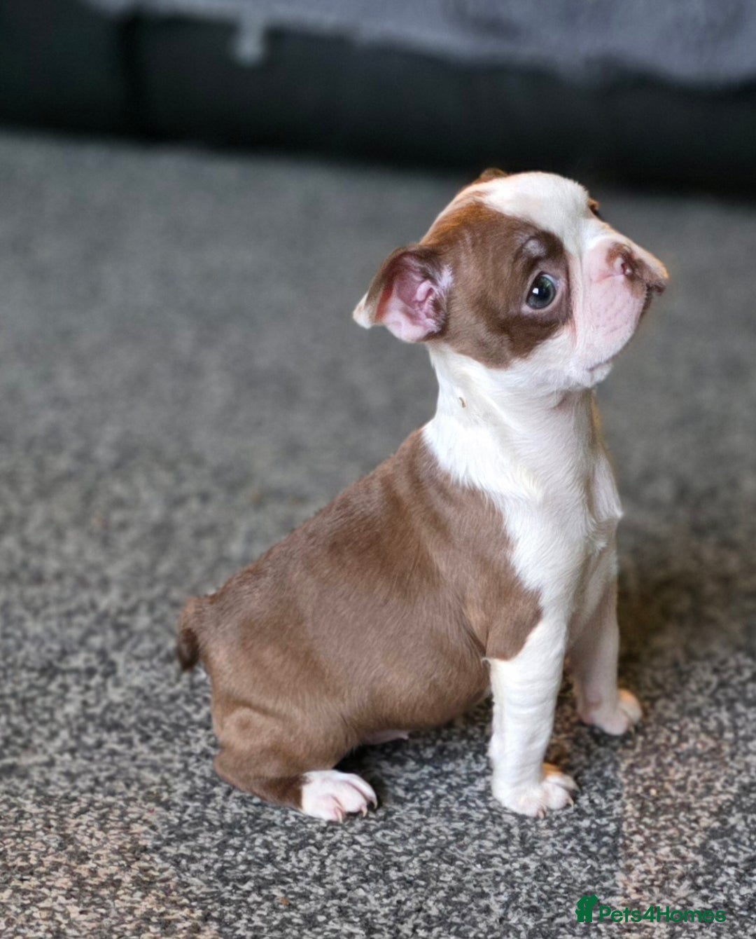 Boston Terrier dogs for sale: Stunning KC Reg Boston Terrier last girl left - Advert 2