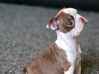 Boston Terrier dogs Stunning KC Reg Boston Terrier last girl left - Advert 5