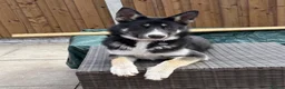 Shepsky dogs for sale: Shepsky Pups in Scarborough - Advert 13