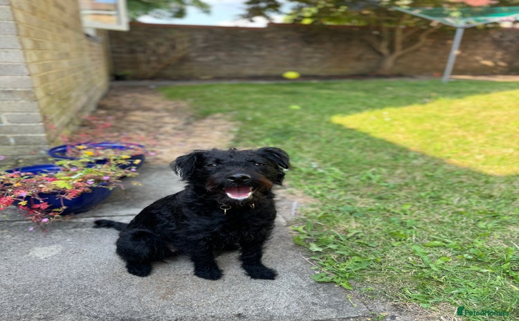 Patterdale Terrier dogs - Advert 1