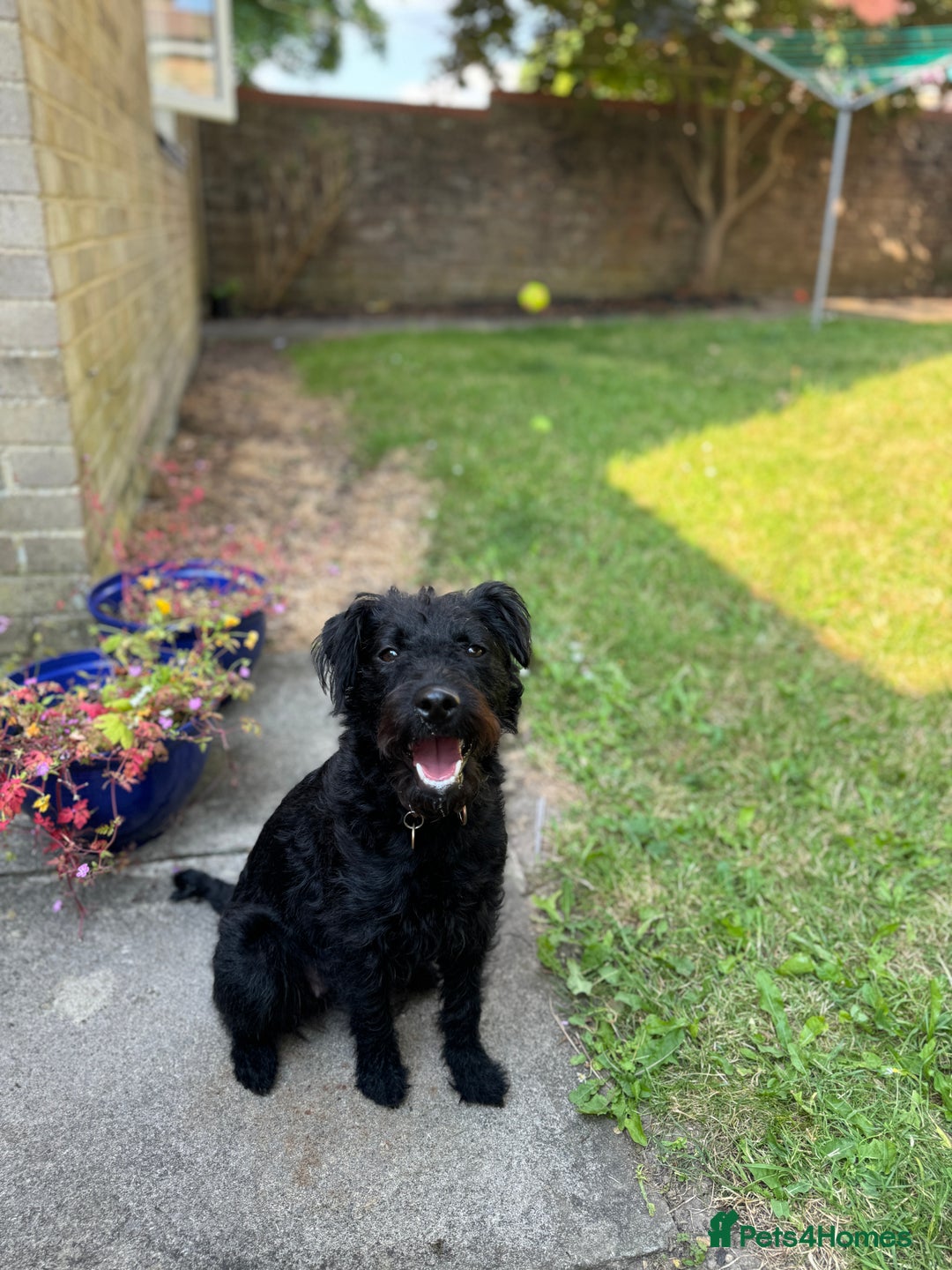 Patterdale Terrier dogs for sale: 🐾 Patterdale Terrier Looking for Loving Home 🐾 - Image 1
